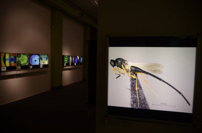 Wasp_exhibition__DSC3494